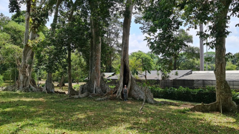 2023 Sri Lanka Kandy Botanischer Garten
