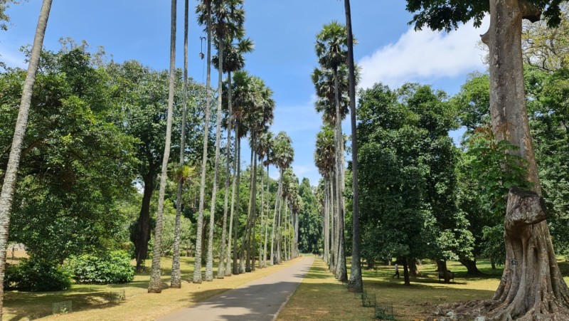 2023 Sri Lanka Kandy Botanischer Garten