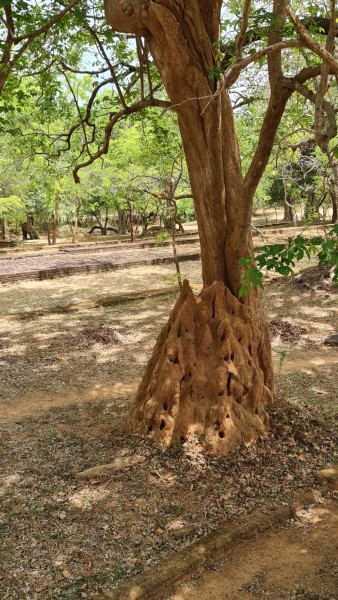 2023 Sri Lanka Polonnaruwa