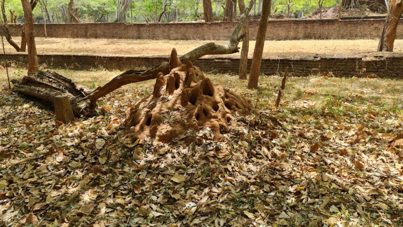 2023 Sri Lanka Polonnaruwa